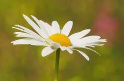 leucanthemum vulgare