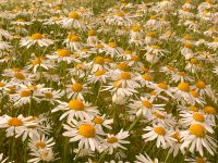 Margarita (Leucanthemum vulgare)