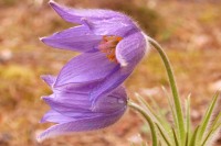 Eastern Pasqueflower (Pulsatilla patens)