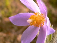 Eastern Pasqueflower (Pulsatilla patens)