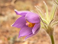 Eastern Pasqueflower (Pulsatilla patens)
