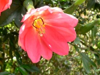 Banana Passion Flower (Passiflora mixta)