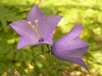 Peach-leaved Bellflower (Campanula persicifolia)