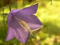 Peach-leaved Bellflower (Campanula persicifolia)