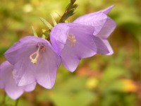 Peach-leaved Bellflower (Campanula persicifolia)