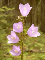 Peach-leaved Bellflower (Campanula persicifolia)