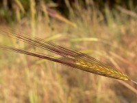 Perennial Rye (Secale sylvestre)