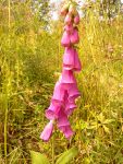 Common Foxglove, Purple Foxglove (Digitalis purpurea)
