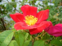 Rose (Rosa)