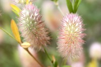 Haresfoot clover, Rabbitfoot clover (Trifolium arvense)