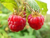 Raspberry (Rubus idaeus)