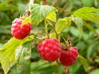 Raspberry (Rubus idaeus)