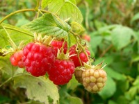 Raspberry (Rubus idaeus)
