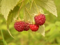 Raspberry (Rubus idaeus)
