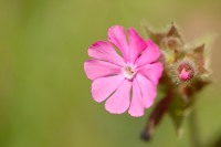 Red campion (Silene dioica)