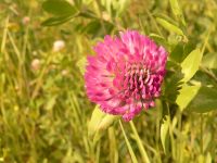 Red Clover (Trifolium pratense)