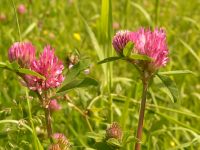 Red Clover (Trifolium pratense)