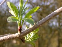 Red Elderberry (Sambucus racemosa)
