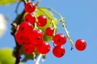 Redcurrant (Ribes rubrum)