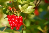 Redcurrant (Ribes rubrum)