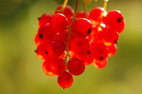 Redcurrant (Ribes rubrum)