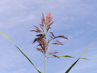 Reed (Phragmites australis)