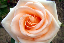 Rose (Rosa)