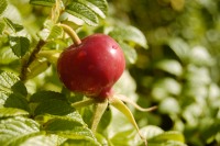 Rugosa Rose, Japanese Rose, or Ramanas Rose (Rosa rugosa)
