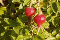 Rugosa Rose, Japanese Rose, or Ramanas Rose (Rosa rugosa)