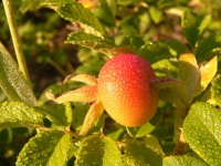 Rugosa Rose, Japanese Rose, or Ramanas Rose (Rosa rugosa)