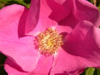Rugosa Rose, Japanese Rose, or Ramanas Rose (Rosa rugosa)