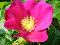 Rugosa Rose, Japanese Rose, or Ramanas Rose (Rosa rugosa)