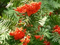 Rowan (Sorbus aucuparia)