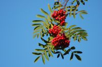 Rowan (Sorbus aucuparia)