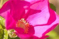Rugosa Rose, Japanese Rose, or Ramanas Rose (Rosa rugosa)