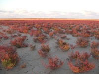 Salicornia (Salicornia europaea)
