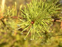 Scots Pine (Pinus sylvestris)