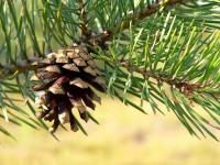 Scots Pine (Pinus sylvestris)