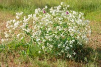 Sea kale (Crambe maritima)