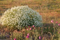 Sea kale (Crambe maritima)