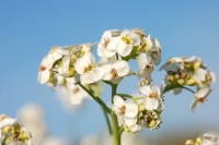 Sea kale (Crambe maritima)