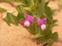 Sea Pea, Beach Pea (Lathyrus japonicus)