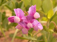 Sea Pea, Beach Pea (Lathyrus japonicus)