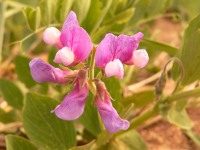 Sea Pea, Beach Pea (Lathyrus japonicus)