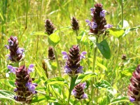 Common Selfheal, Heal-all, Heart-of-the-earth (Prunella vulgaris)
