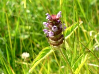 Common Selfheal, Heal-all, Heart-of-the-earth (Prunella vulgaris)