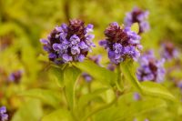 Common Selfheal, Heal-all, Heart-of-the-earth (Prunella vulgaris)