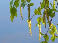 White Birch (Betula pendula, betula verrucosa)