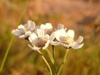 Achillea ptarmica