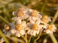 Achillea ptarmica
